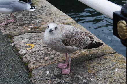 Falmouth Seagulls03