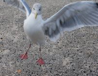 St Ives Seagulls02
