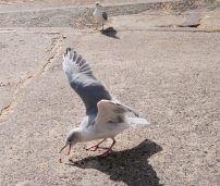 St Ives Seagulls04
